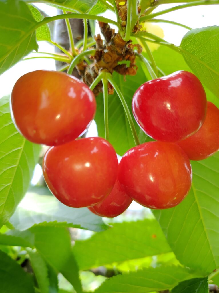 さくらんぼ、食べる前