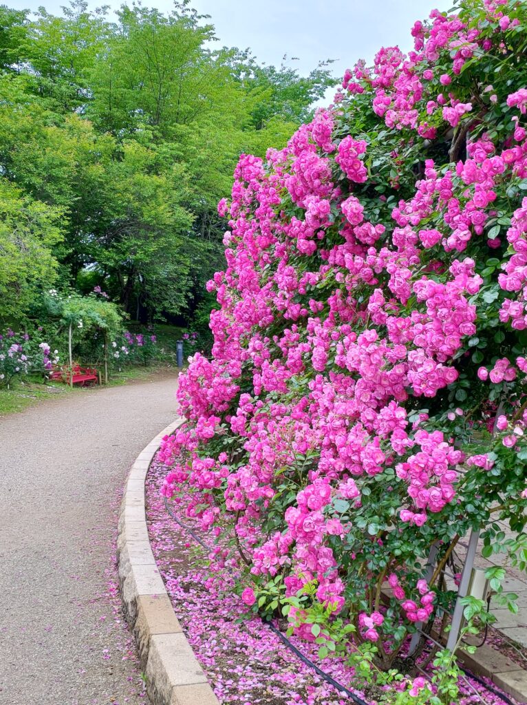 ハイジの村
