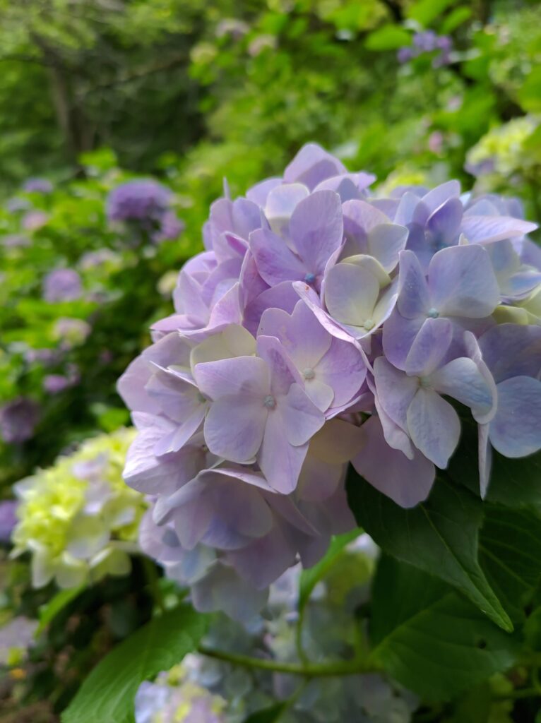 猿橋　紫陽花