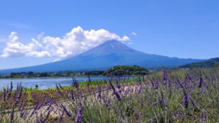 富士山　ハーブ