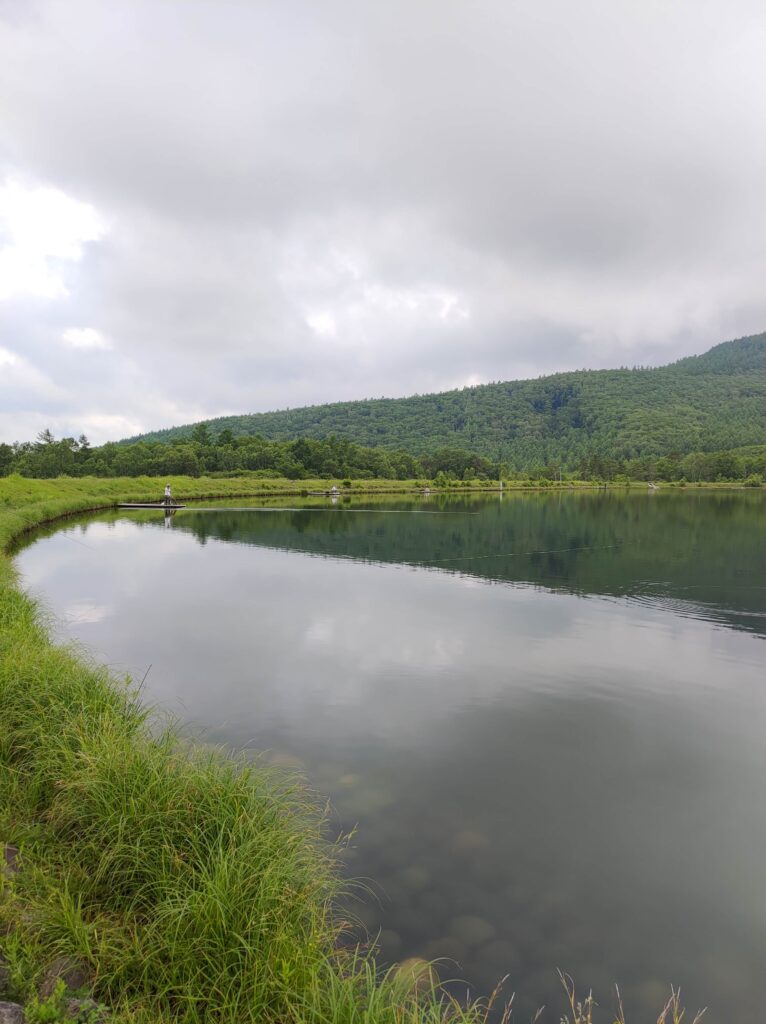 白樺群生地