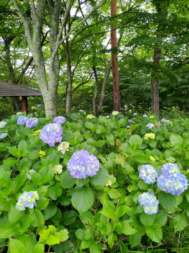 かちかち山　天上山　護国神社　アジサイ