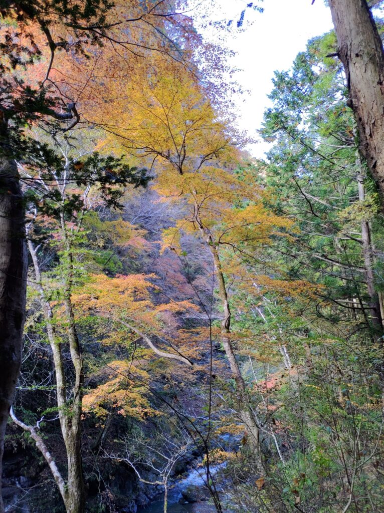 大柳川渓谷