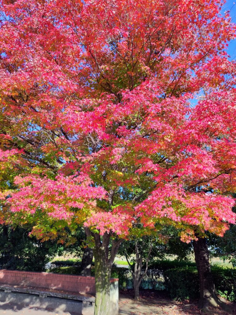 小瀬スポーツ公園